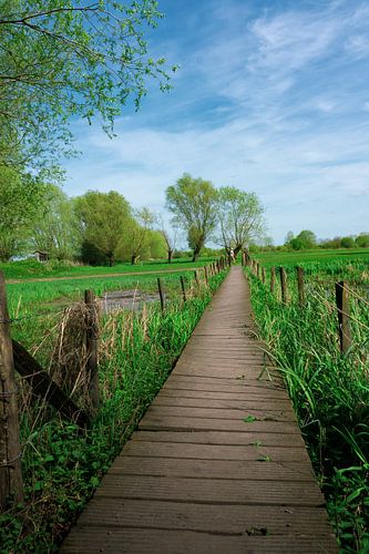 Een houten wandelpad in de natuur