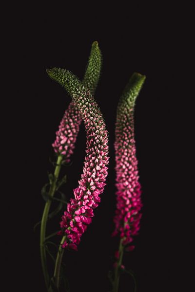 Fine art Veronica by Sandra Hazes