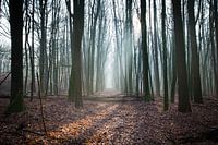 Drenthe, Forest, Pays-Bas