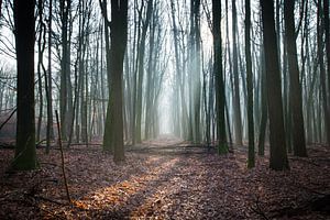 Drenthe, Bos, Nederland van Johanna Blankenstein