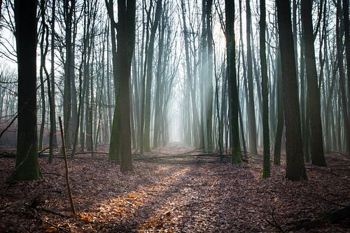 Drenthe, Bos, Nederland