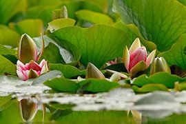 Water Lilies by Heiko Lehmann