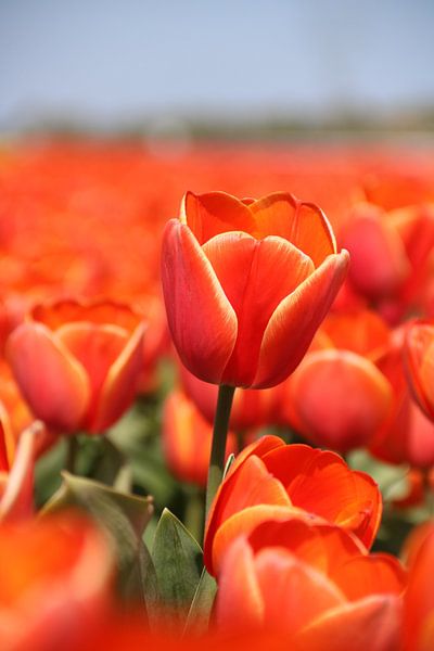 The orange tulip by Sandy Kruf