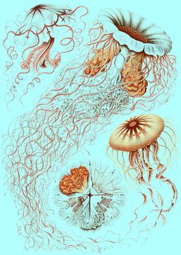 Ernst Haeckel, kwal, jellyfish. Discomedusae, Schweibenquallen