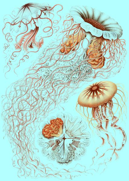 Ernst Haeckel, kwal, jellyfish. Discomedusae, Schweibenquallen von Liszt Collection