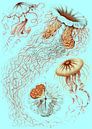Ernst Haeckel, kwal, jellyfish. Discomedusae, Schweibenquallen von Liszt Collection Miniaturansicht