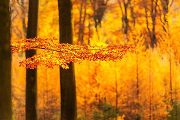 Mistig bos tijdens een prachtige mistige herfstochtend van Sjoerd van der Wal Fotografie