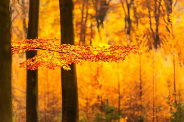 Misty forest during a beautiful foggy autumn morning by Sjoerd van der Wal Photography