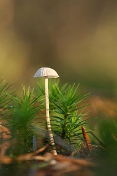 Klein wit paddenstoeltje in de winterzon van Daniëlle Eibrink Jansen
