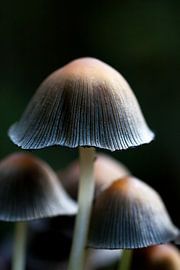 paddestoelen in macro by Bianca Muntinga
