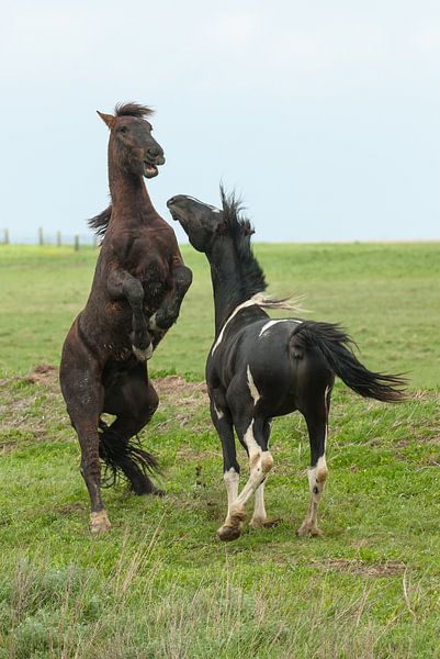 Wer ist der Chef? von Geertjan Plooijer