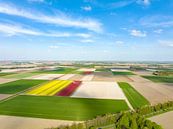Tulpen in de polder in de lente gezien vanaf boven van Sjoerd van der Wal Fotografie thumbnail