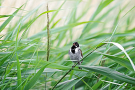 Song in the Reeds