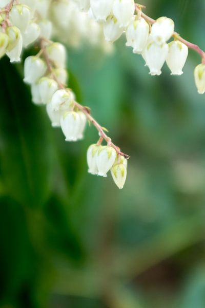 voorjaarsbloemen en groene natuur | fine art bloemenkunst van Karijn | Fine art Natuur en Reis Fotografie