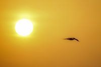 Caspian tern past the sunrise