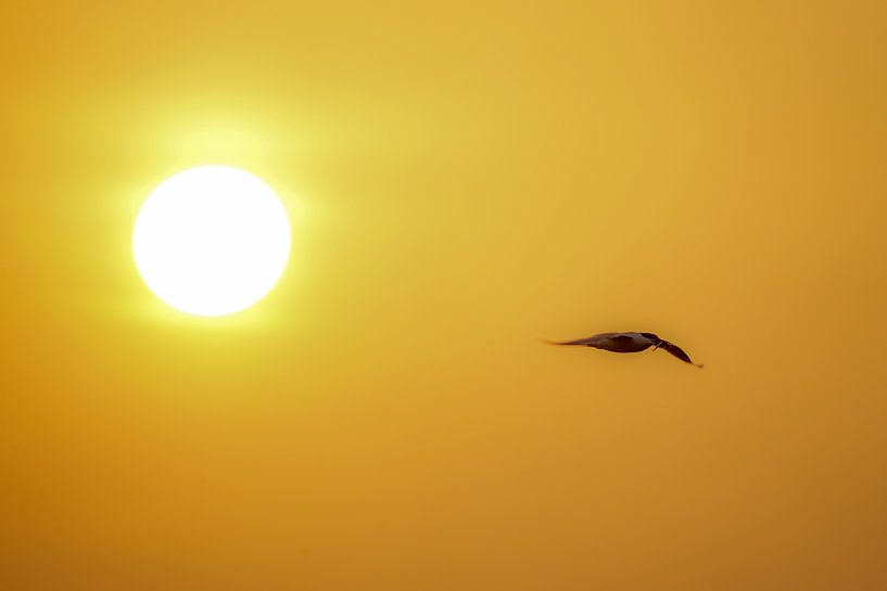 Sterne caspienne après le lever du soleil par BekijkhetmetWim