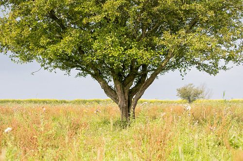 Arbre magnifique à Oostvaardersplassen