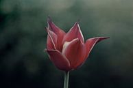 Rode tulp van Romy Zuidveld thumbnail