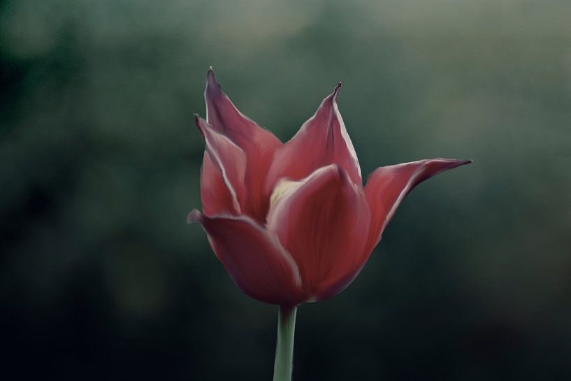 Rode tulp van Romy Zuidveld