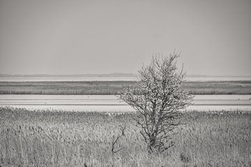 Boom in het riet op de Darss. Dramatische lucht boven zee. Landschap aan de Oostzee.