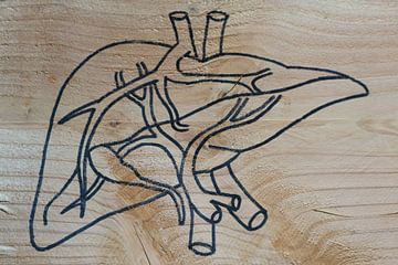 Liver (1/3)