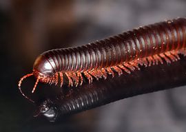 Archispirostreptus gigas by Bo Valentino