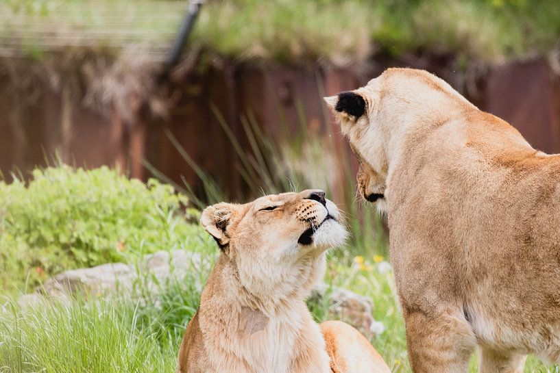 Lions on safari Beekse Bergen by Anne Zwagers