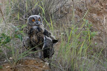 Eurasian Eagle Owl ( Bubo bubo ), young, moulting plumage, fledged sur wunderbare Erde