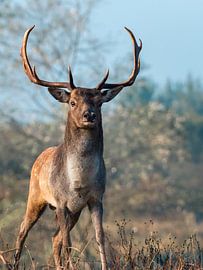 Big fallow deer stands right in front of the lens with a powerful expression