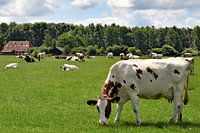 Grazende koeien in de achterhoek