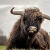 Schotse hooglander in natuurgebied van Dirk van Egmond