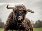 Schotse hooglander in natuurgebied van Dirk van Egmond thumbnail