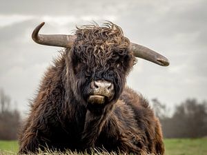 Schottischer Hochlandbewohner im Naturschutzgebiet