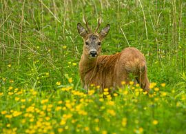 Reebok by Harry Punter