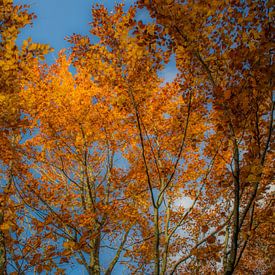 Gelbe Blätter einer Buche im Herbst von Muriel Dorland