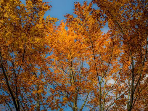 Gele bladerenpracht van een beuk in de herfst