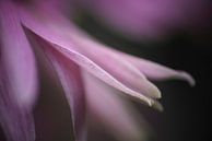 Lilac sur Peter Zeedijk Aperçu