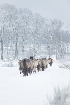 A herd of king horses in the snow by Elise Vos