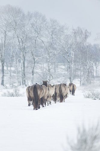 A herd of king horses in the snow