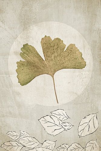 Ginkgo. Wabi-Sabi. Japandi.
