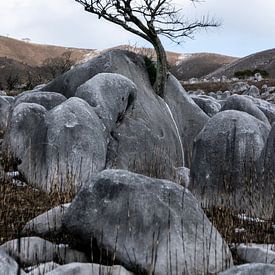 Japanischer Baum in Kalkstein von Ineke Timmermans