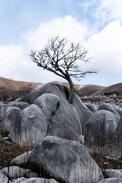 Japanse boom in kalksteen van Ineke Timmermans