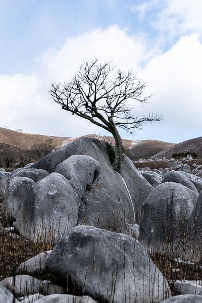 Japanese tree in limestone by Ineke Timmermans