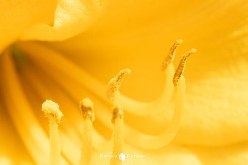 All Yellow Lily with Showy Mushrooms and Pollen