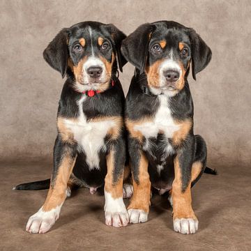 Appenzeller Mountain Dog by Tony Wuite