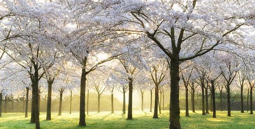 Bridal Trees