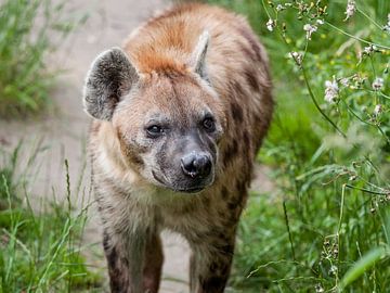 Gevlekte Hyena : DIergaarde Blijdorp van Loek Lobel