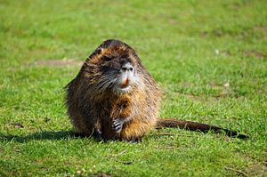 das Bild zeigt wild lebende Nutria