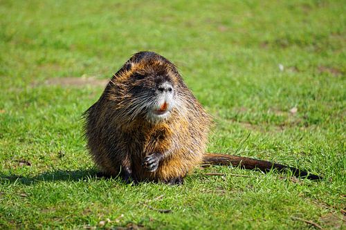 de foto toont wilde levende nutria