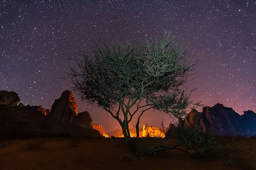Woestijnboom onder een sterrenhemel